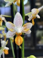 Phalaenopsis Mini Mark miniaturowy storczyk o białych kwiatach w pomarańczowe kropki z intensywną pomarańczową warżką rzadka odmiana kolekcjonerska Variegarden alt tag