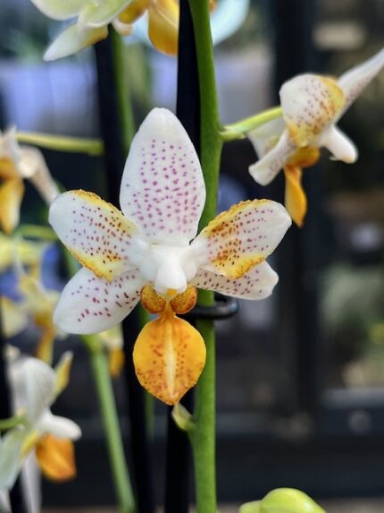 Phalaenopsis Mini Mark miniaturowy storczyk o białych kwiatach w pomarańczowe kropki z intensywną pomarańczową warżką rzadka odmiana kolekcjonerska Variegarden alt tag
