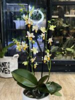Phalaenopsis Mini Mark / storczyk - obrazek 3
