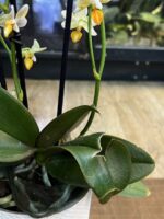 Phalaenopsis Mini Mark / storczyk - obrazek 4