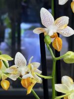Phalaenopsis Mini Mark / storczyk - obrazek 5