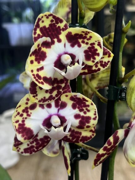 Phalaenopsis Orient Express, storczyk o bordowych plamach na jasnym tle, woskowa tekstura płatków, rzadka odmiana kolekcjonerska typu harlequin, obfite kwitnienie, Variegarden.