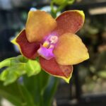Phalaenopsis Meidarland Chambe, storczyk o intensywnie różowych woskowych kwiatach, rzadka odmiana kolekcjonerska, lśniące płatki i ciemnozielone liście, Variegarden.