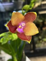Phalaenopsis Meidarland Chambe, storczyk o intensywnie różowych woskowych kwiatach, rzadka odmiana kolekcjonerska, lśniące płatki i ciemnozielone liście, Variegarden.