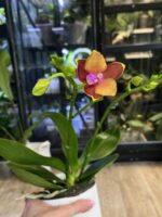 Phalaenopsis Meidarland Chambe / storczyk - obrazek 3