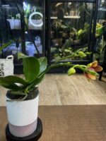Phalaenopsis Meidarland Chambe / storczyk - obrazek 4
