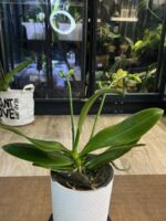 Phalaenopsis Meidarland Chambe / storczyk - obrazek 5