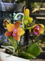 Phalaenopsis Meidarland Chambe / storczyk - obrazek 6
