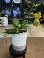 Phalaenopsis Meidarland Chambe / storczyk - obrazek 7