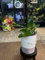 Phalaenopsis Meidarland Chambe / storczyk - obrazek 8