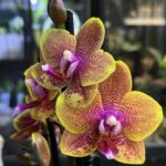 Phalaenopsis Sogo Lawrence, storczyk o żółtych woskowych kwiatach z czerwonym nakropieniem, rzadka odmiana pachnąca, kolekcjonerska orchidea o lśniących płatkach, Variegarden.