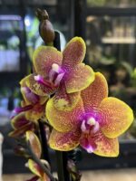 Phalaenopsis Sogo Lawrence, storczyk o żółtych woskowych kwiatach z czerwonym nakropieniem, rzadka odmiana pachnąca, kolekcjonerska orchidea o lśniących płatkach, Variegarden.