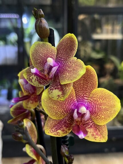 Phalaenopsis Sogo Lawrence, storczyk o żółtych woskowych kwiatach z czerwonym nakropieniem, rzadka odmiana pachnąca, kolekcjonerska orchidea o lśniących płatkach, Variegarden.