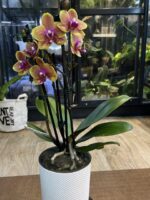 Phalaenopsis Sogo Lawrence / storczyk - obrazek 3