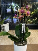 Phalaenopsis Sogo Lawrence / storczyk - obrazek 4