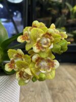 Phalaenopsis (Yaphon Perfume x Brother Sara Gold) / storczyk - obrazek 3