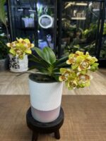 Phalaenopsis (Yaphon Perfume x Brother Sara Gold) / storczyk - obrazek 4