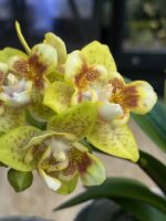 Phalaenopsis (Yaphon Perfume x Brother Sara Gold) / storczyk - obrazek 2