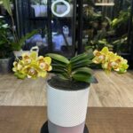 Phalaenopsis (Yaphon Perfume x Brother Sara Gold), storczyk o bursztynowo-złotych woskowych kwiatach, rzadka hybryda pachnąca, kolekcjonerska orchidea o wysokim połysku płatków, Variegarden.