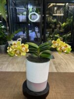 Phalaenopsis (Yaphon Perfume x Brother Sara Gold), storczyk o bursztynowo-złotych woskowych kwiatach, rzadka hybryda pachnąca, kolekcjonerska orchidea o wysokim połysku płatków, Variegarden.