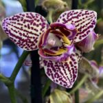 Phalaenopsis Lucky Leopard peloric, storczyk o cętkowanych woskowych kwiatach z mutacją typu peloric, rzadka odmiana kolekcjonerska, bordowe plamki na jasnym tle, Variegarden.