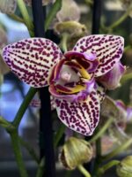 Phalaenopsis Lucky Leopard peloric, storczyk o cętkowanych woskowych kwiatach z mutacją typu peloric, rzadka odmiana kolekcjonerska, bordowe plamki na jasnym tle, Variegarden.