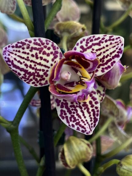 Phalaenopsis Lucky Leopard peloric, storczyk o cętkowanych woskowych kwiatach z mutacją typu peloric, rzadka odmiana kolekcjonerska, bordowe plamki na jasnym tle, Variegarden.