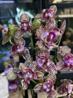 Phalaenopsis Lucky Leopard peloric / storczyk - obrazek 2
