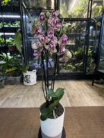 Phalaenopsis Lucky Leopard peloric / storczyk - obrazek 3