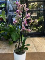 Phalaenopsis Lucky Leopard peloric / storczyk - obrazek 4