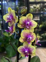 Phalaenopsis Sogo Lawrence / storczyk / hybryda - obrazek 3