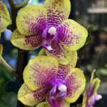 Phalaenopsis Sogo Lawrence, storczyk o żółtych woskowych kwiatach z czerwonym nakropieniem, rzadka odmiana pachnąca, kolekcjonerska orchidea o lśniących płatkach, Variegarden.