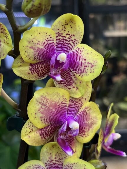 Phalaenopsis Sogo Lawrence, storczyk o żółtych woskowych kwiatach z czerwonym nakropieniem, rzadka odmiana pachnąca, kolekcjonerska orchidea o lśniących płatkach, Variegarden.