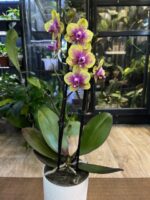 Phalaenopsis Sogo Lawrence / storczyk / hybryda - obrazek 4