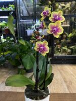 Phalaenopsis Sogo Lawrence / storczyk / hybryda - obrazek 5