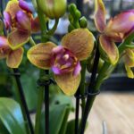 Phalaenopsis Lioulin Orange peloric 3 Lips, storczyk o pomarańczowych woskowych kwiatach z potrójną warżką, rzadka mutacja kolekcjonerska 3 lips, symetryczna forma kwiatu, Variegarden.