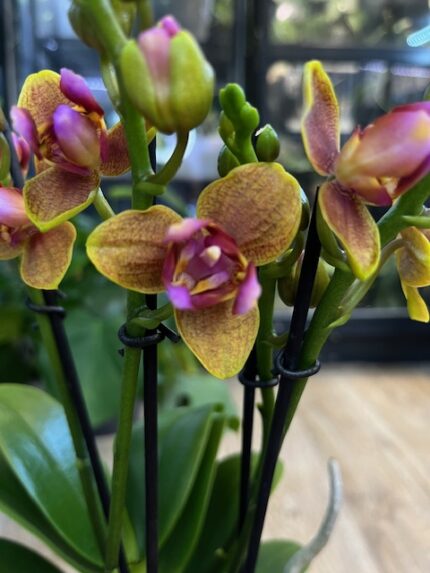 Phalaenopsis Lioulin Orange peloric 3 Lips, storczyk o pomarańczowych woskowych kwiatach z potrójną warżką, rzadka mutacja kolekcjonerska 3 lips, symetryczna forma kwiatu, Variegarden.