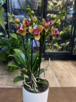 Phalaenopsis Lioulin Orange peloric 3 Lips / storczyk - obrazek 2