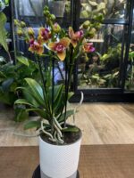 Phalaenopsis Lioulin Orange peloric 3 Lips / storczyk - obrazek 3