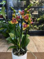 Phalaenopsis Lioulin Orange peloric 3 Lips / storczyk - obrazek 4