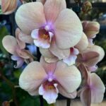 Phalaenopsis Oxlottery, storczyk o pudrowych beżowo-fioletowych kwiatach z intensywnym fioletowym środkiem, rzadka odmiana kolekcjonerska, woskowa tekstura płatków, Variegarden.