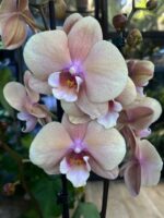 Phalaenopsis Oxlottery, storczyk o pudrowych beżowo-fioletowych kwiatach z intensywnym fioletowym środkiem, rzadka odmiana kolekcjonerska, woskowa tekstura płatków, Variegarden.