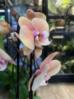 Phalaenopsis Oxlottery / Storczyk - obrazek 3