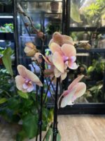 Phalaenopsis Oxlottery / Storczyk - obrazek 4