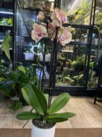 Phalaenopsis Oxlottery, storczyk o pudrowych beżowo-fioletowych kwiatach z intensywnym fioletowym środkiem, rzadka odmiana kolekcjonerska, woskowa tekstura płatków, Variegarden.