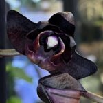 Phalaenopsis Black Swan / storczyk
