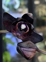 Phalaenopsis Black Swan / storczyk