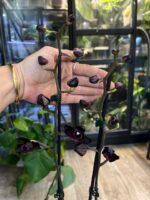 Phalaenopsis Black Swan / storczyk - obrazek 9