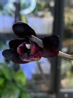 Phalaenopsis Black Swan / storczyk - obrazek 4