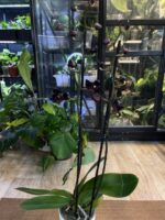 Phalaenopsis Black Swan / storczyk - obrazek 8